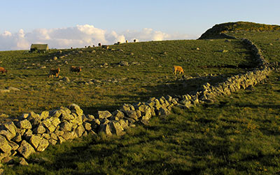 Plateau de l'Aubrac 