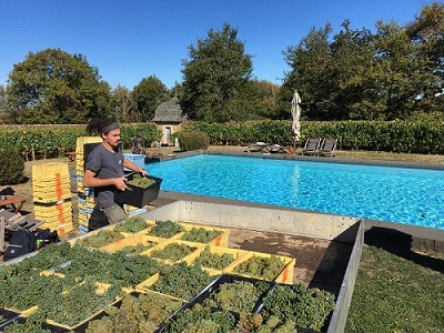 Des vendanges prometteuses